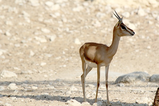 Bebé oryx