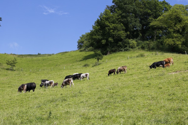 Vacas pastando en el prado