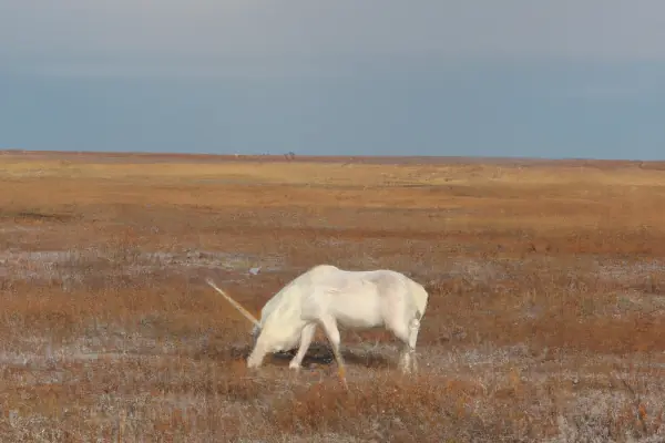 Un unicornio pastando solitario en la tundra siberiana